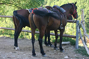 cavalli